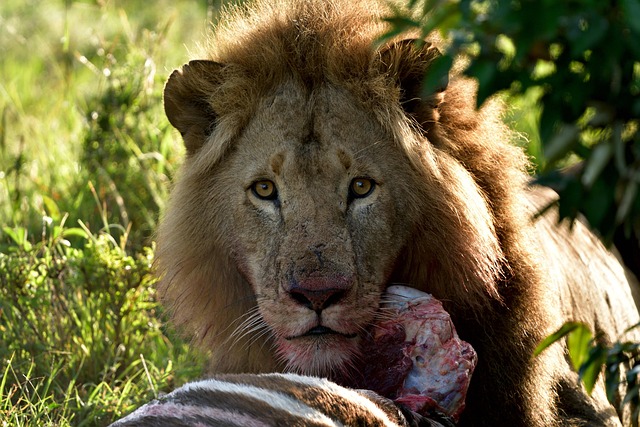 Masai Mara National Reserve
